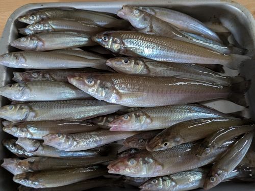 シロギスの釣果