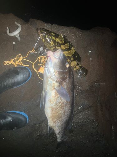 コロダイの釣果