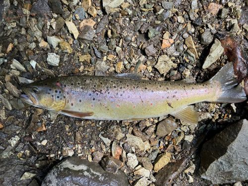 ブラウントラウト