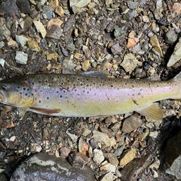 ブラウントラウト