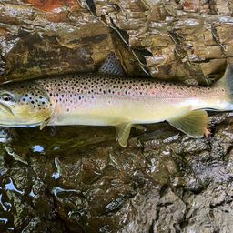 ブラウントラウト