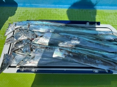 タチウオの釣果