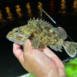 カサゴ