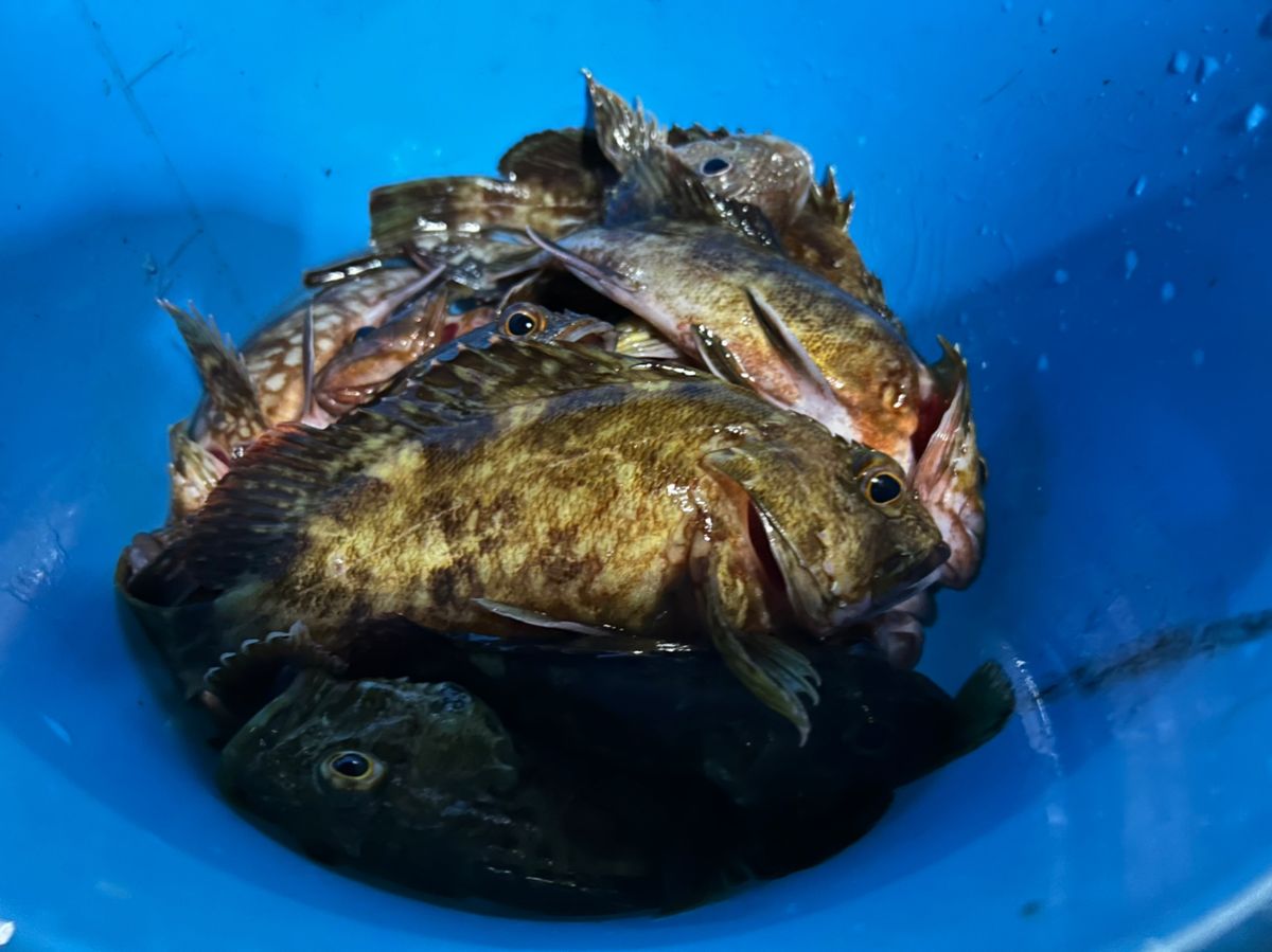 みき0110さんの釣果 2枚目の画像