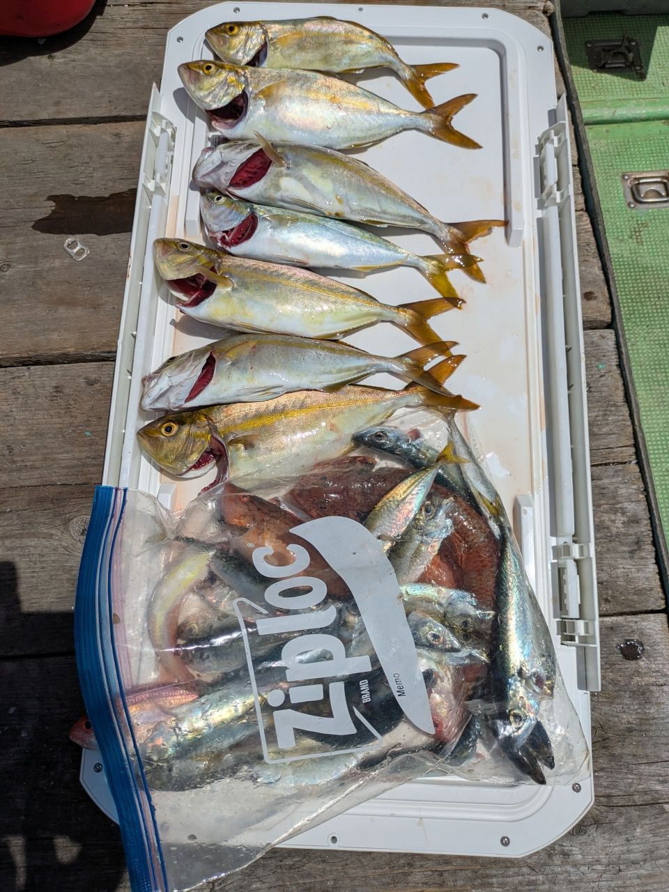 つりぽこさんの釣果 1枚目の画像