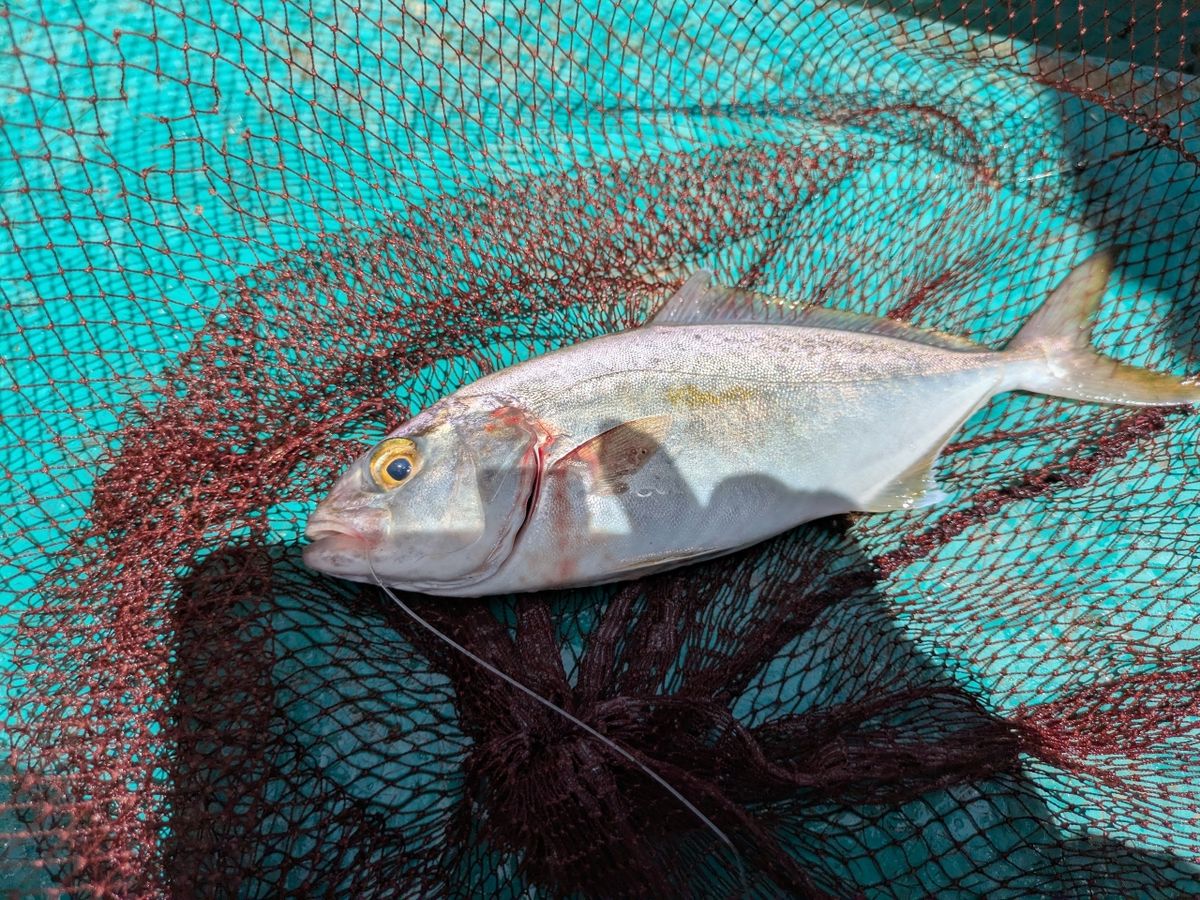 つりぽこさんの釣果 2枚目の画像