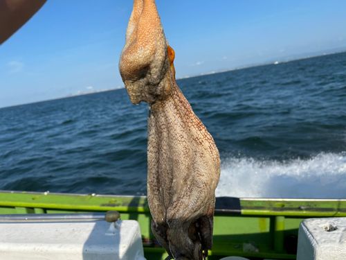 マダコの釣果