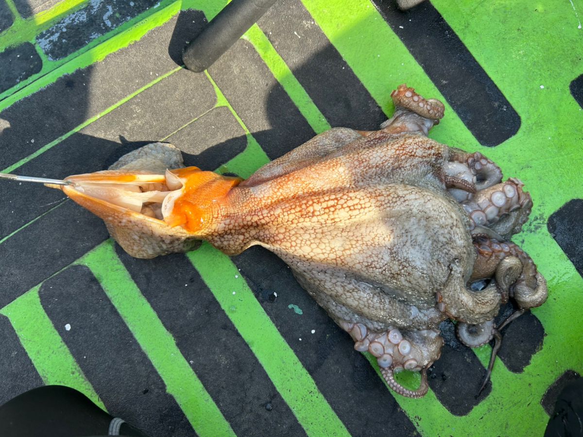 みき0110さんの釣果 2枚目の画像