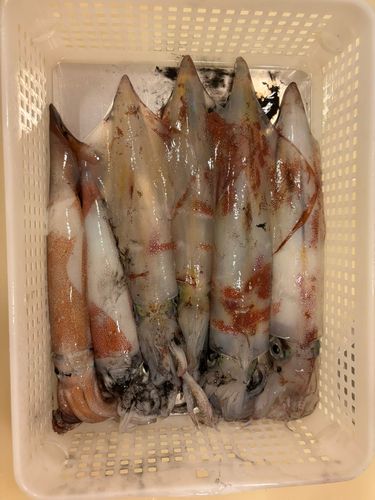 ケンサキイカの釣果