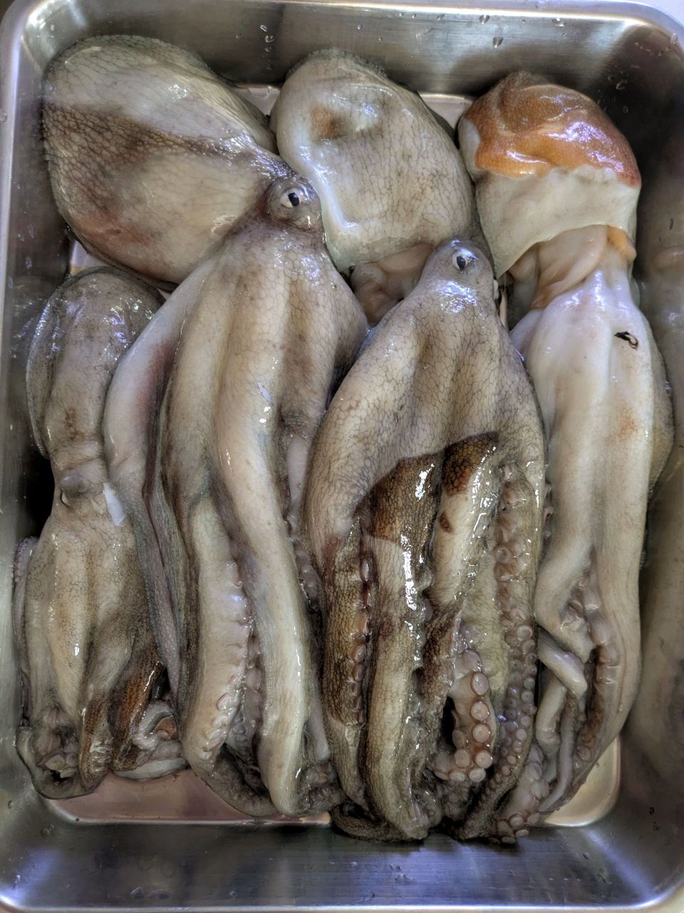 つりぽこさんの釣果 2枚目の画像