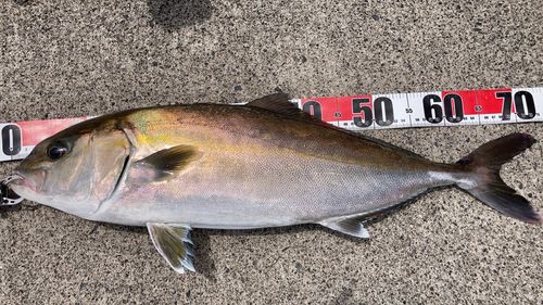 カンパチの釣果