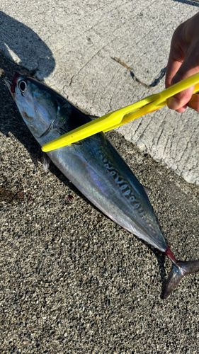 カツオの釣果