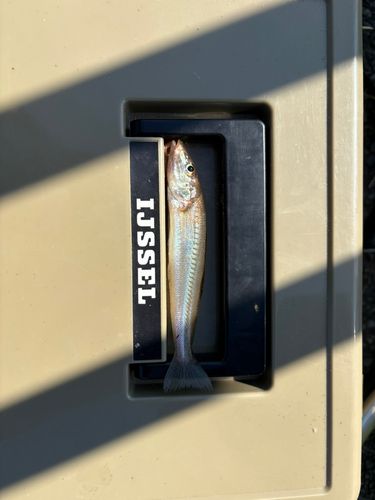キスの釣果