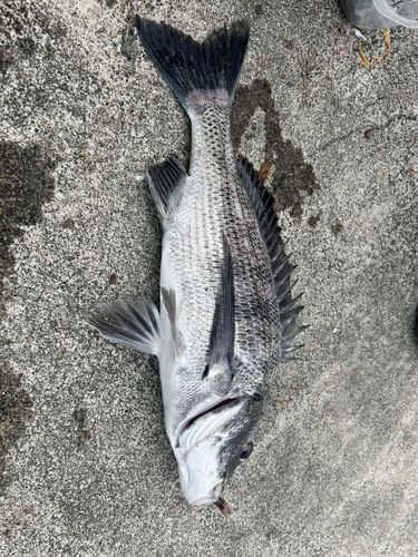 チヌの釣果