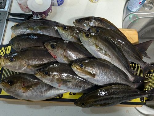 イサキの釣果