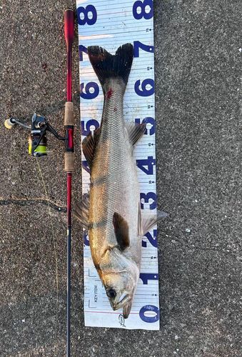 シーバスの釣果