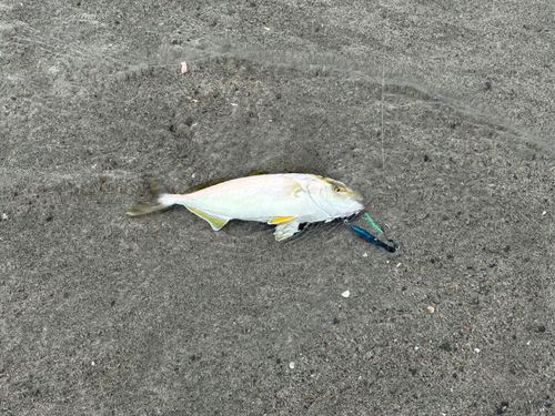 ショゴの釣果