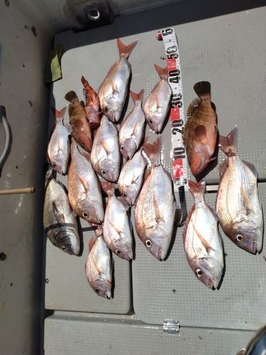 タイの釣果