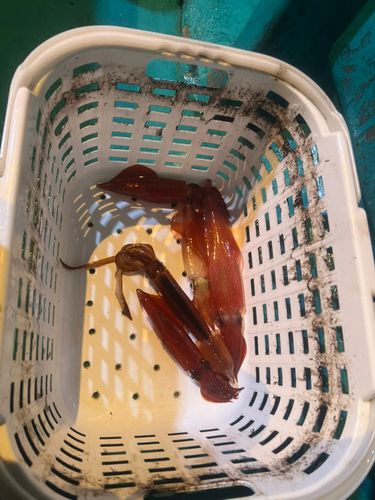 ケンサキイカの釣果