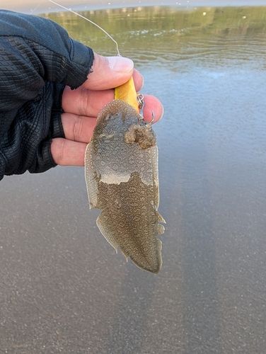 シタビラメの釣果