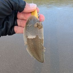 シタビラメ