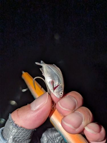 コバンアジの釣果