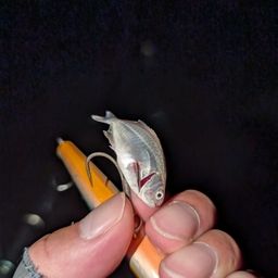 コバンアジ