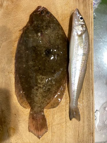 ヒラメの釣果