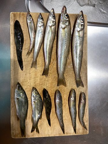キスの釣果