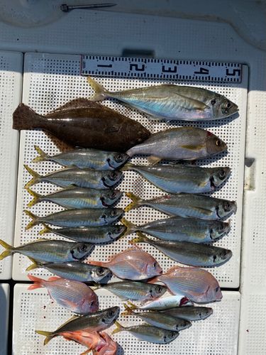 ヒラメの釣果
