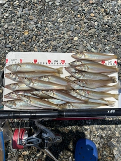 シロギスの釣果