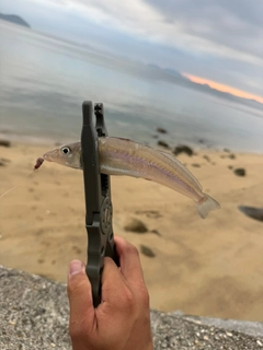 キスの釣果