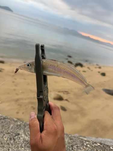 キスの釣果