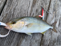 シオの釣果