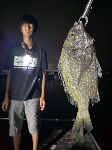 ヘダイの釣果