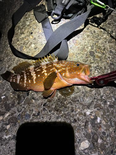 アコウの釣果