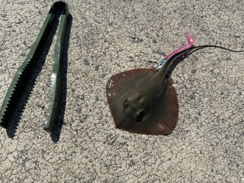 エイの釣果