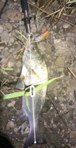 フッコ（ヒラスズキ）の釣果