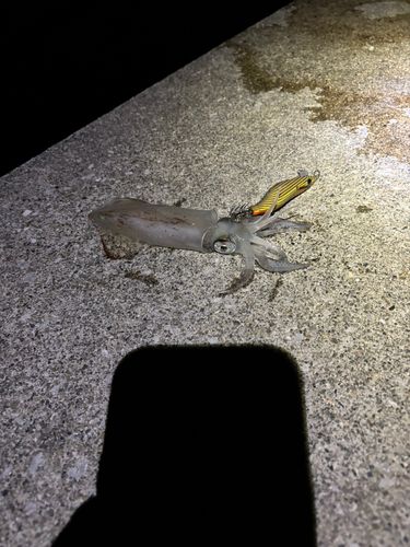 ケンサキイカの釣果