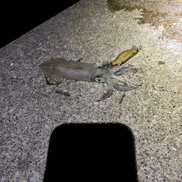 ケンサキイカ