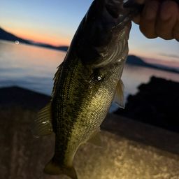 ブラックバス