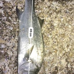 フッコ（ヒラスズキ）