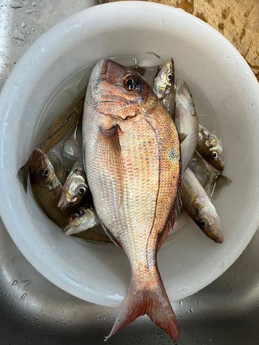 マダイの釣果