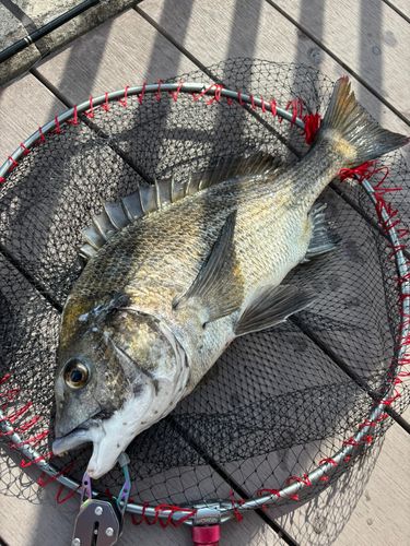 クロダイの釣果