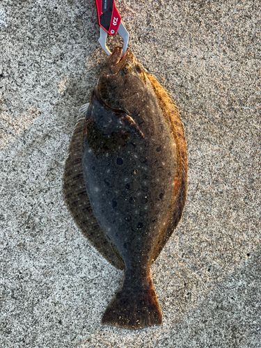 釣果