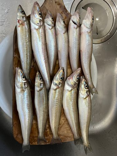 シロギスの釣果
