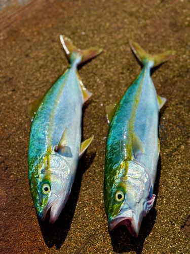 ヤズの釣果