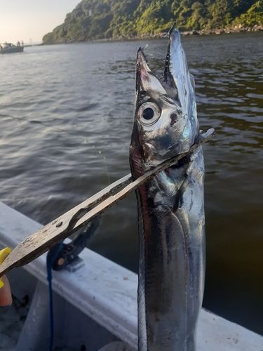タチウオの釣果