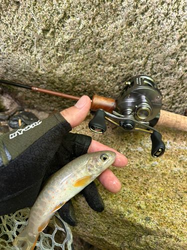 イワナの釣果