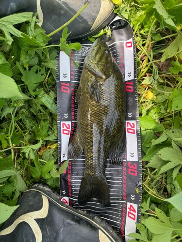 スモールマウスバスの釣果